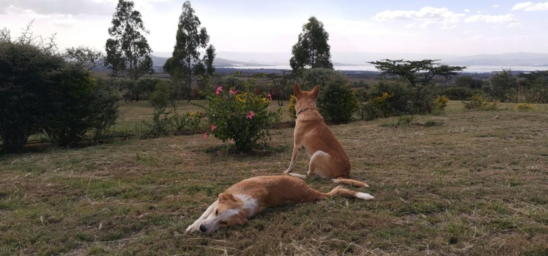 Homely Cottage Near Lake Naivasha, Elwai Visitor Centre Heni Village Dış mekan fotoğraf